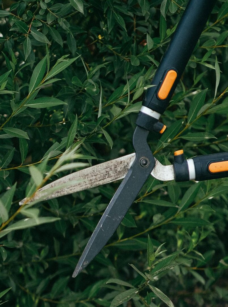 A gardener using large shears to trim bushes, highlighting rustic boots and casual attire.
